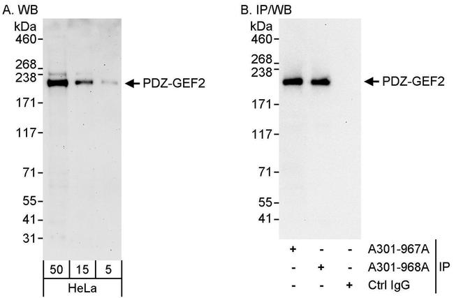 PDZ-GEF2 Antibody in Western Blot (WB)