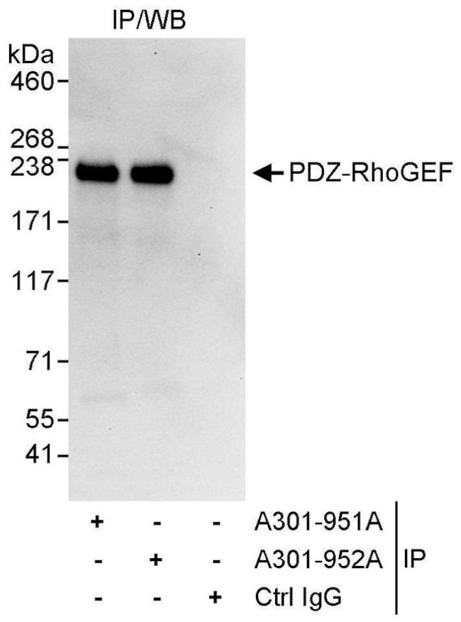 PDZ-RhoGEF Antibody in Immunoprecipitation (IP)