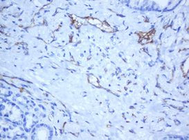 PECAM1 Antibody in Immunohistochemistry (Paraffin) (IHC (P))