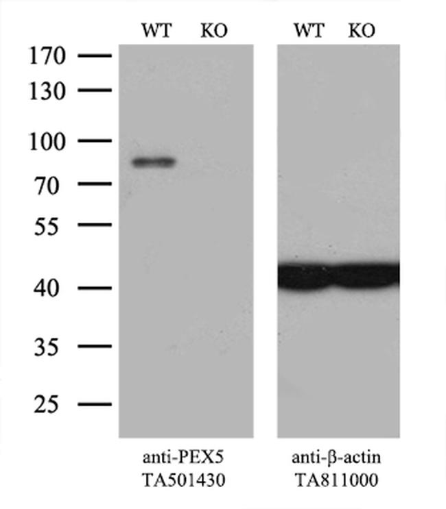PEX5 Antibody in Western Blot (WB)