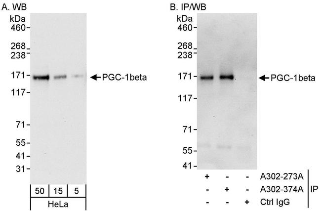 PGC-1beta Antibody in Western Blot (WB)