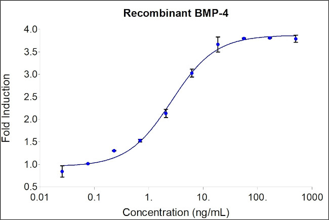 Human BMP-4 Protein in Functional Assay (FN)