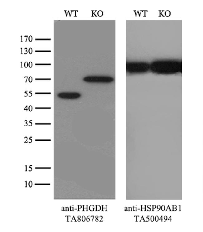 PHGDH Antibody in Western Blot (WB)
