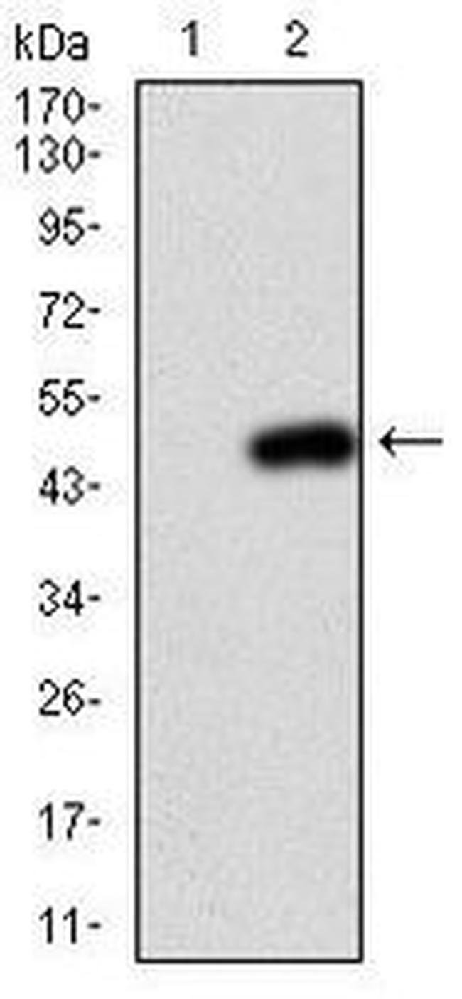 PIK3CA Antibody in Western Blot (WB)