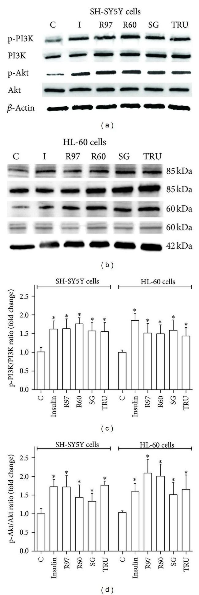 Phospho-PI3K p85/p55 (Tyr458, Tyr199) Antibody in Western Blot (WB)
