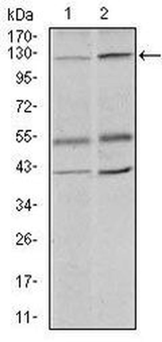 PIWIL4 Antibody in Western Blot (WB)
