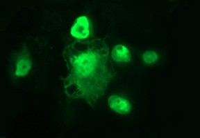 POLR3GL Antibody in Immunocytochemistry (ICC/IF)