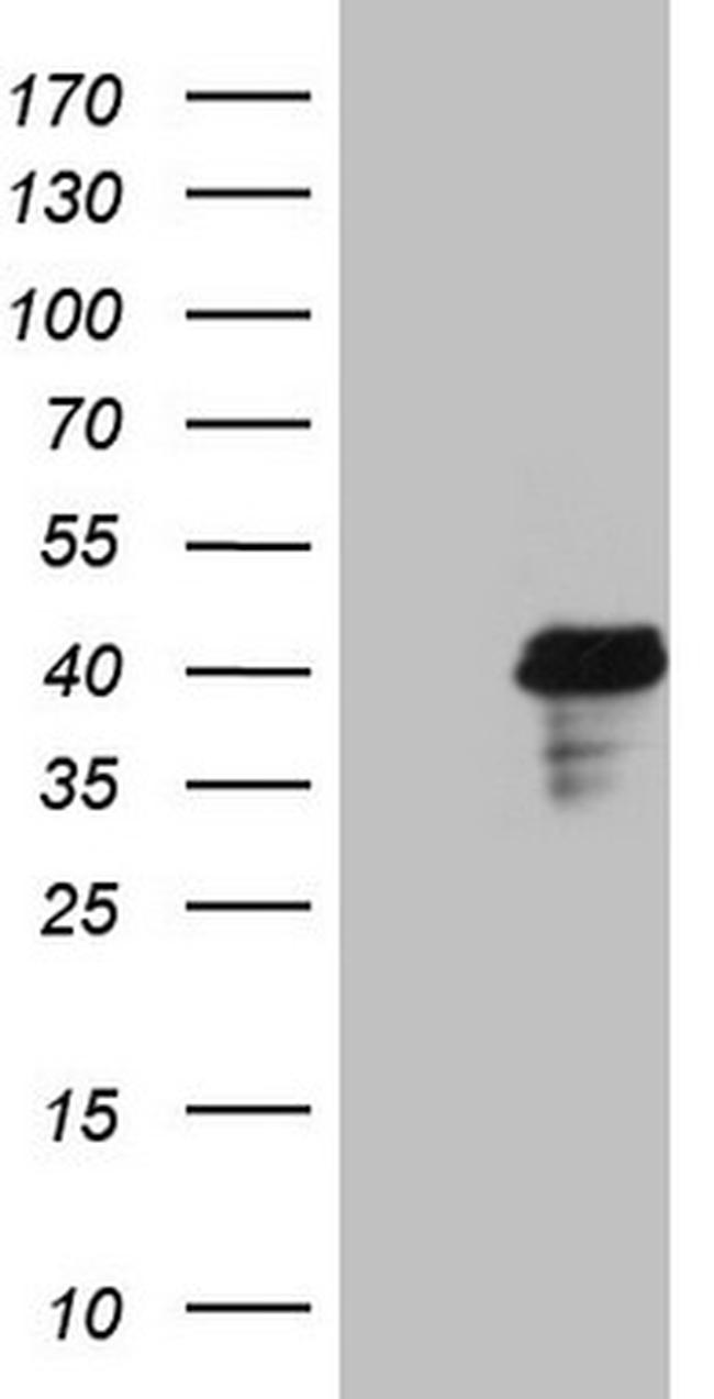 POU4F3 Antibody in Western Blot (WB)