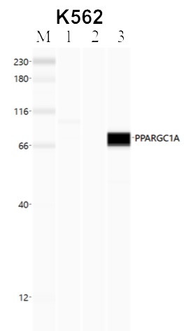 PPARGC1A Antibody in Immunoprecipitation (IP)