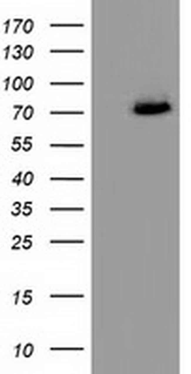 PPWD1 Antibody in Western Blot (WB)