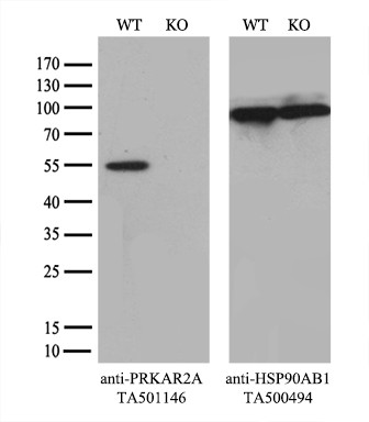 PRKAR2A Antibody