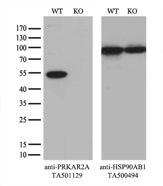 PRKAR2A Antibody in Western Blot (WB)
