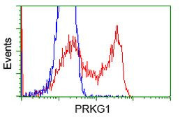 PRKG1 Antibody in Flow Cytometry (Flow)