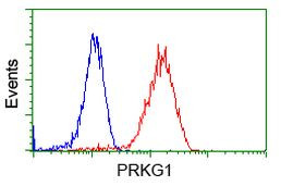 PRKG1 Antibody in Flow Cytometry (Flow)