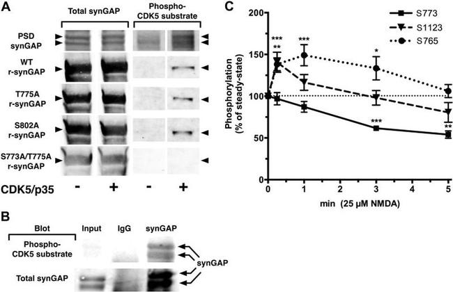 SynGAP Antibody in Western Blot, Immunoprecipitation (WB, IP)