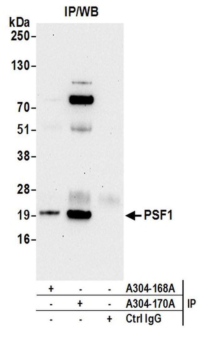 PSF1 Antibody in Western Blot (WB)