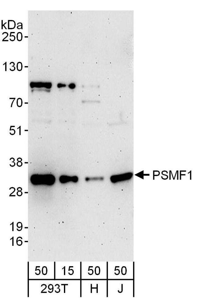 PSMF1 Antibody in Western Blot (WB)