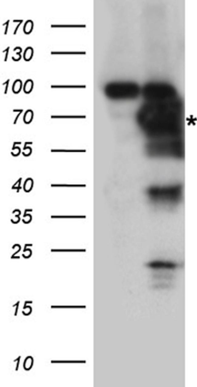 PTPN11 Antibody in Western Blot (WB)