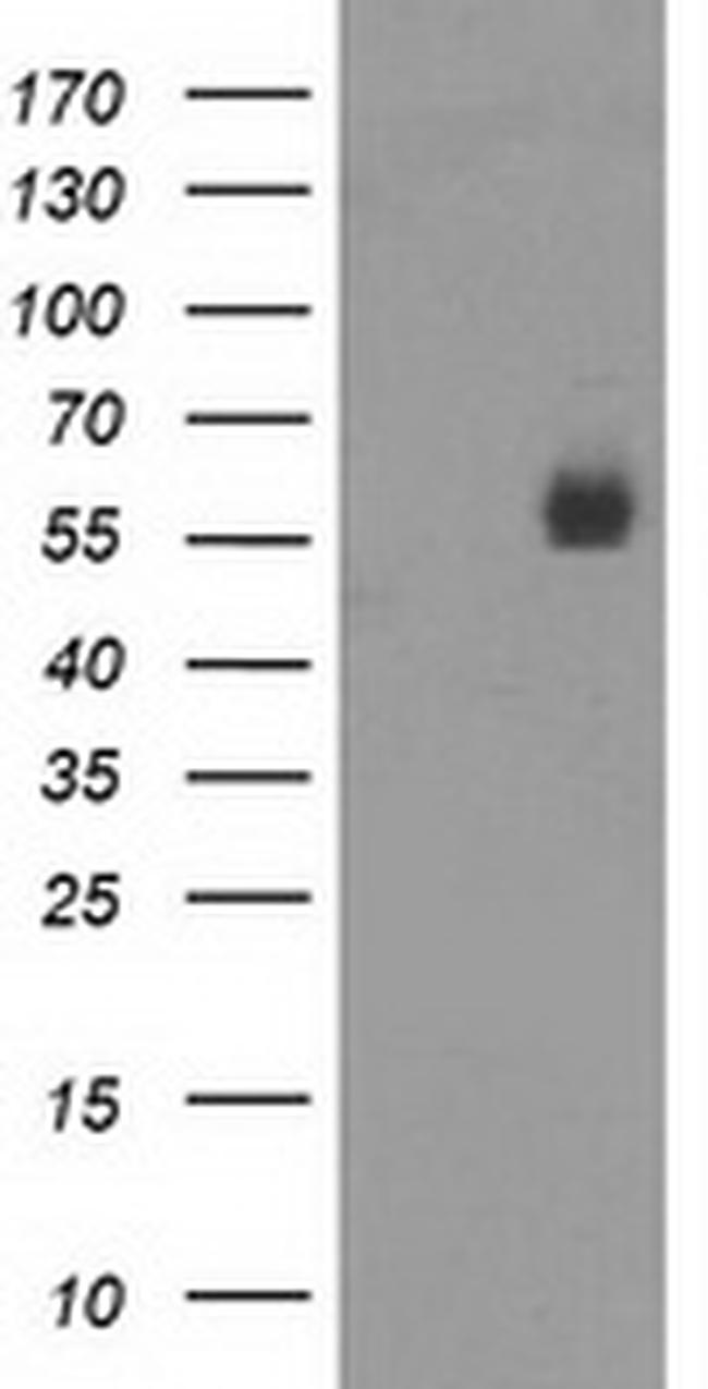 PVRL1 Antibody in Western Blot (WB)