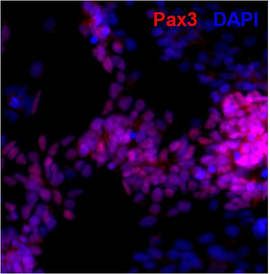 PAX3 Antibody in Immunocytochemistry (ICC/IF)