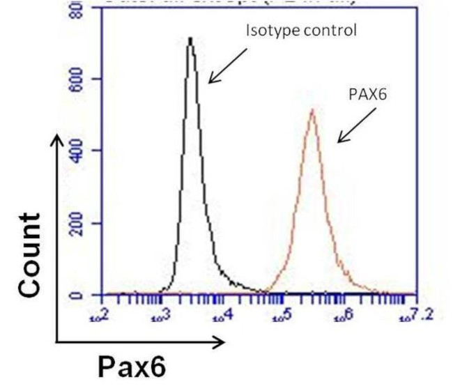 PAX6 Antibody in Flow Cytometry (Flow)