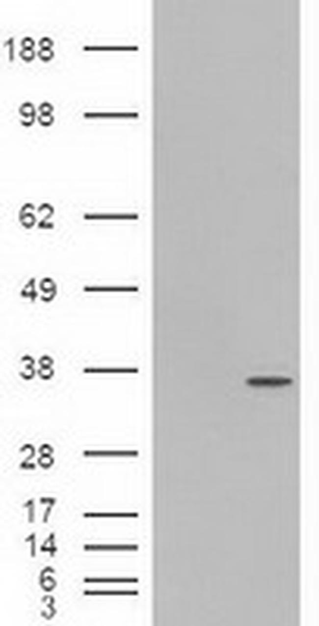 Pdx1 Antibody in Western Blot (WB)