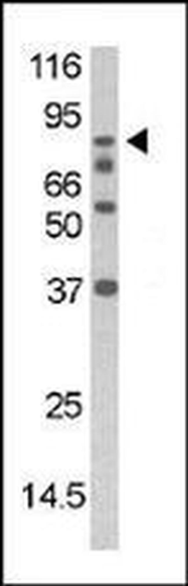 Phospho-DAXX (Ser213) Antibody in Western Blot (WB)