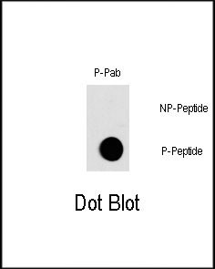 Phospho-c-Fos (Thr232) Antibody in Dot Blot (DB)