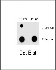 Phospho-MEF2C (Thr300) Antibody in Dot Blot (DB)