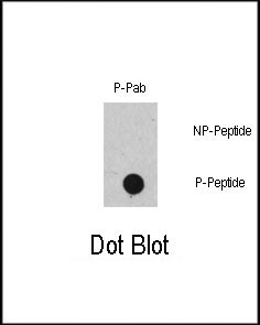 Phospho-c-Raf (Ser471) Antibody in Dot Blot (DB)