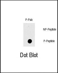 Phospho-c-Raf (Thr269) Antibody in Dot Blot (DB)