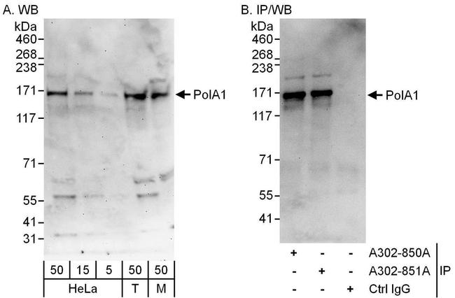 PolA1 Antibody in Western Blot (WB)