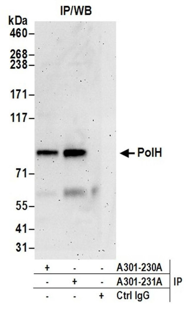 PolH Antibody in Immunoprecipitation (IP)