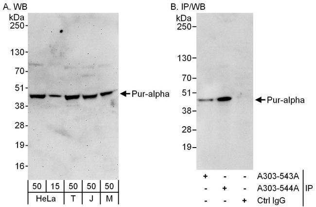 Pur-alpha Antibody in Western Blot (WB)