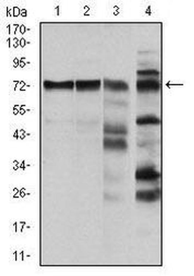 c-Raf Antibody in Western Blot (WB)