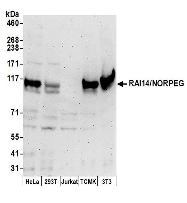 RAI14/NORPEG Antibody in Western Blot (WB)