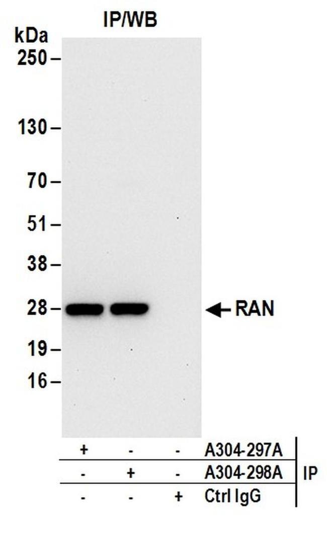 RAN Antibody in Western Blot (WB)