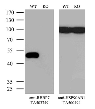 RBBP7 Antibody