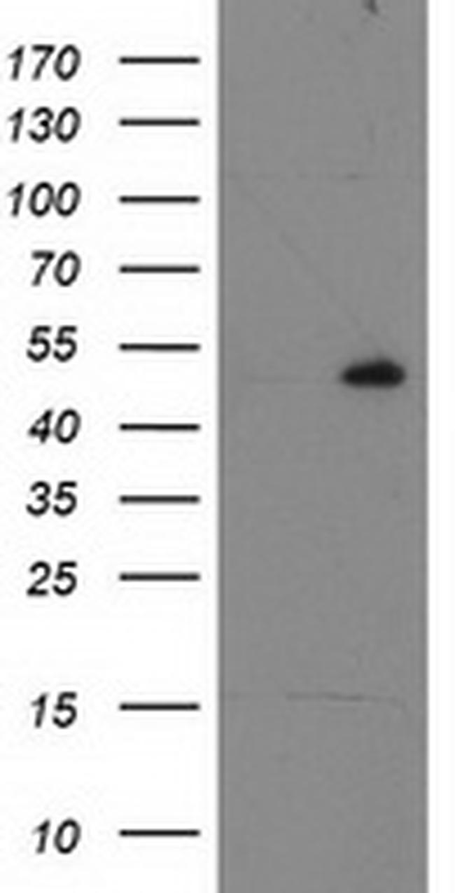 RBBP7 Antibody in Western Blot (WB)