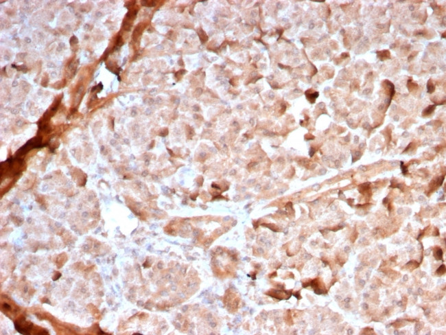 Mitochondria Antibody in Immunohistochemistry (Paraffin) (IHC (P))