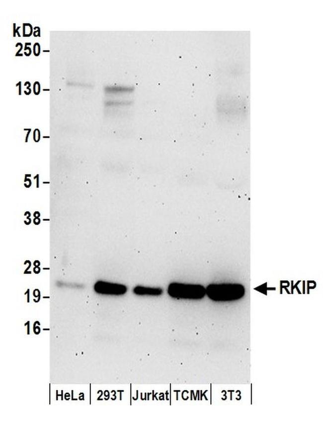 RKIP Antibody in Western Blot (WB)