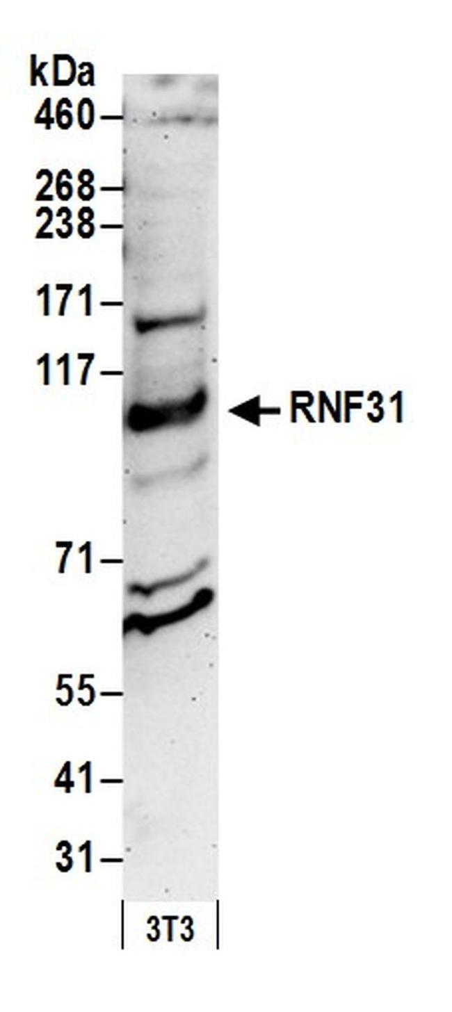 RNF31 Antibody in Western Blot (WB)