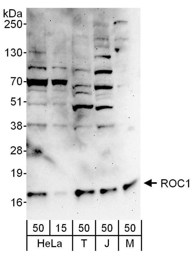ROC1 Antibody in Western Blot (WB)