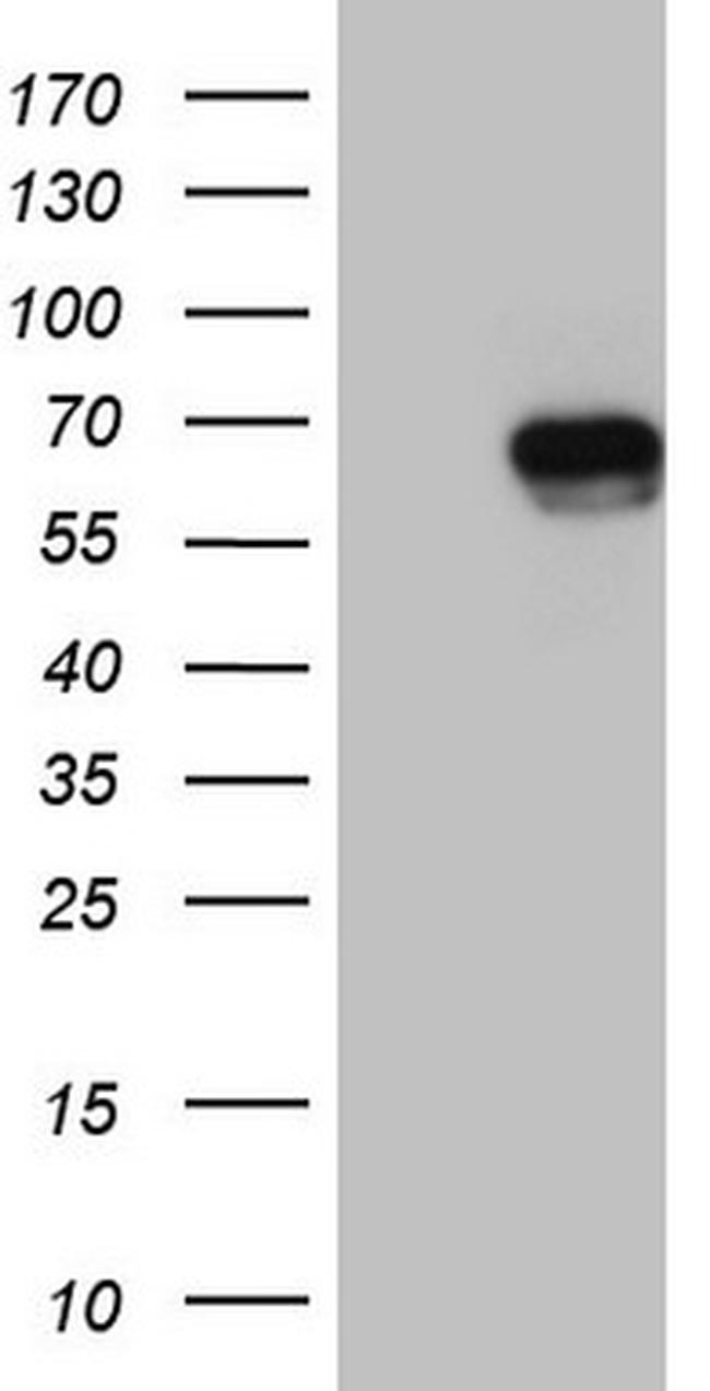RORC Antibody in Western Blot (WB)