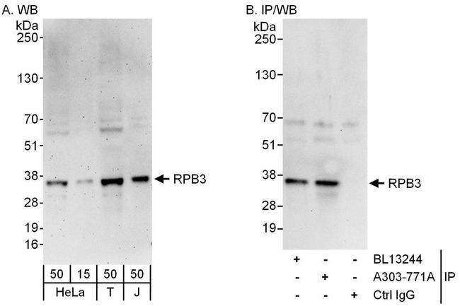 RPB3 Antibody in Western Blot (WB)