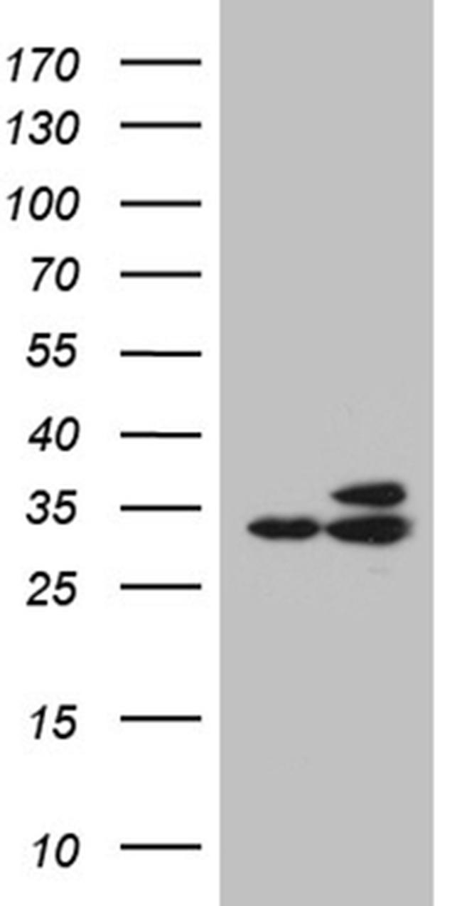 RPL7A Antibody in Western Blot (WB)