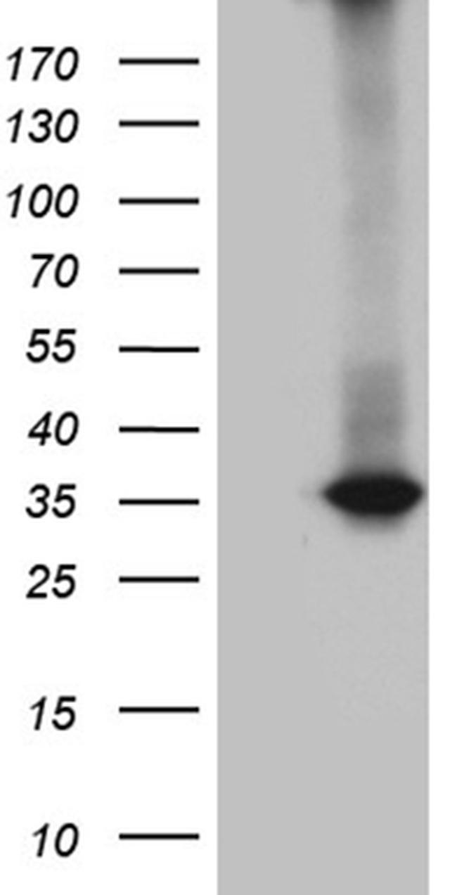 RWDD3 Antibody in Western Blot (WB)