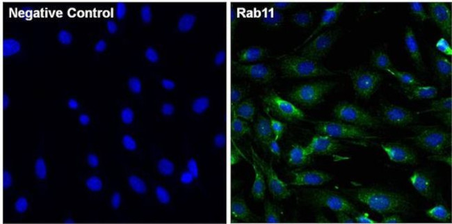 RAB11A Antibody in Immunocytochemistry (ICC/IF)