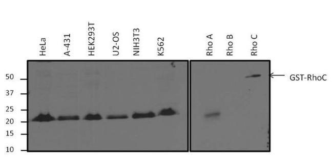 RhoA/RhoC Antibody in Western Blot (WB)
