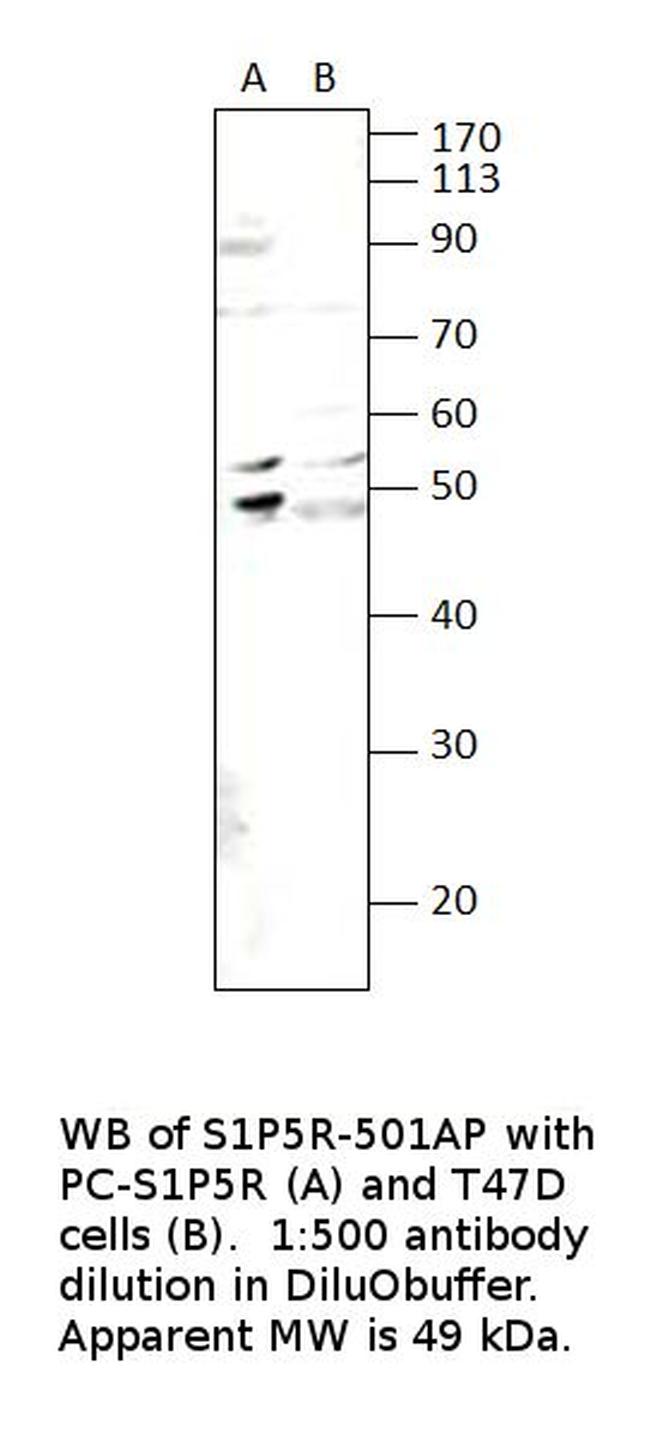 EDG8 Antibody in Western Blot (WB)